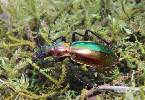Réf. 198 602 : Carabus splendens